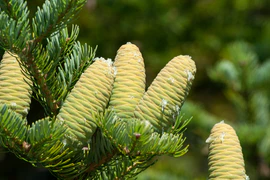 Abies holophylla Manchurian Fir cones.jpg