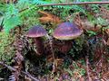 Aureoboletus mirabilis 101099439.jpg