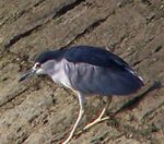 Black-crowned Night Heron-20050330.jpg