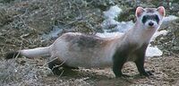 Black footed ferret cropped.jpg