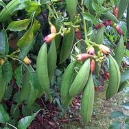 Campsis fruit1.jpg