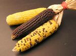Three different types of corn