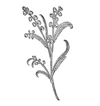 Gart 1485 Mirica.jpg