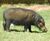 Giant forest hog.jpg