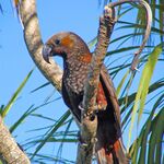 Kaka (Nestor meridionalis)- Wellington -NZ-8-2c.jpg