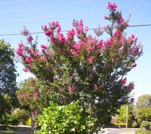 Lagerstroemia indica.jpg