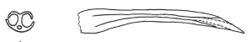Marmorana serpentina dart.jpg