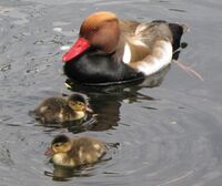 Netta rufina -St James's Park, London, England -male with ducklings-8.jpg