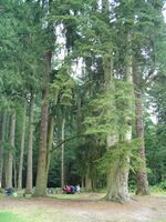 NewForestPicnic.jpg