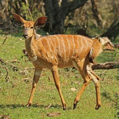 Nyala (Tragelaphus angasii) female.jpg