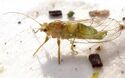 Psylla alni male.jpg