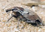 Stephanocleonus tetragrammus-1.jpg