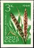The Soviet Union 1964 CPA 3057 stamp (Agricultural Crops of the USSR. Common wheat or bread wheat 'bezostaya 1' (Triticum aestivum)).jpg