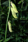 Vicia cracca 03 by-dpc.jpg