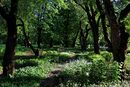 Ботанический 7.jpg