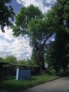 Ясень Шарлеманя
