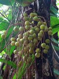 Acrocomia aculeata, immature Grugu Nuts. (11164009576).jpg