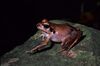 Aglyptodactylus securifer.jpg