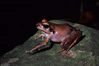 Aglyptodactylus securifer.jpg