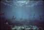CORAL AND MARINE LIFE AT JOHN PENNEKAMP CORAL REEF STATE PARK, A FEW MILES OFF KEY LARGO - NARA - 548713.jpg
