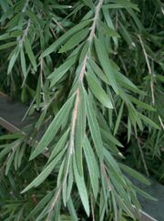 Callistemon viminalis DawsonRiver2.jpg