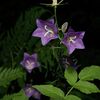 Campanula persicifolia1000.jpg