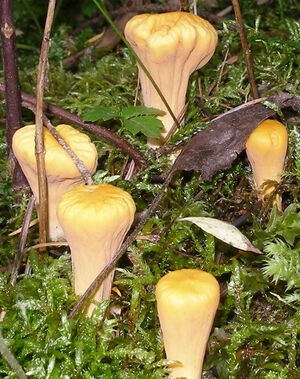 Clavariadelphus truncatus group crop