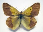 Colias wiskotti.jpg