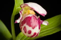 Cypripedium guttatum Sw., Kongl. Vetensk. Acad. Nya Handl. 21 251 (1800) (32829941487).jpg