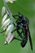 Empis.tessellata.male.jpg