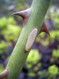 File Rose thorn.jpg