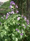 Lunaria annua plant blooming.jpg