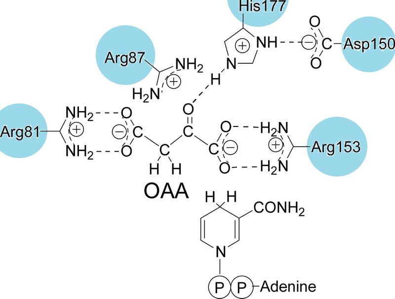 MDH-E-coli-AS.jpg
