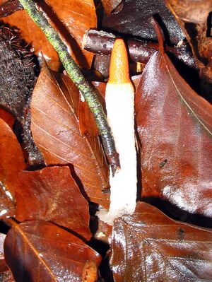 Mutinus caninus JPG1