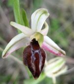 Ophrys sphegodes 04-07 St Simon 33 Ophrys hittitica 4 fl.jpg