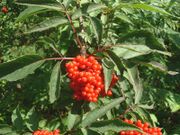 Sambucus racemosa jfg.jpg