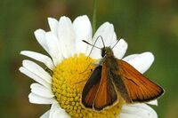 Thymelicus.sylvestris.-.lindsey.jpg