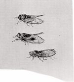 Van gogh Three Cicadas vgm f1445 jh1765.jpg