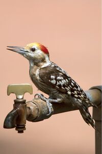 Yellow crowned woodpecker.jpg