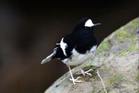 小剪尾Enicurus scouleri.jpg
