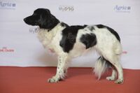 BIR Grupp 7- STABYHOUN, Nadites Ninna (24126158072).jpg