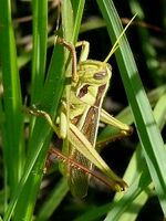 Cyrtacanthacris aeruginosa male.jpg