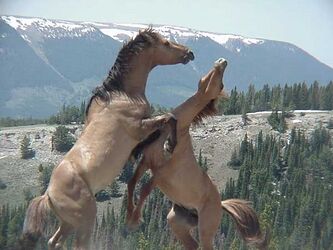 Feral stallions fighting- Pryor Mountain Wild Horse Range - Montana.jpg