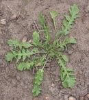 Herderstasje bladrozet (Capsella bursa-pastoris).jpg