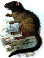 Mesocapromys melanurus.jpg