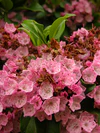 Mountain Laurel Kalmia latifolia Flowers 2448px.jpg