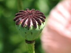 Papaver orientale 'Pattys Plum' Head Closeup 2816px.jpg