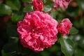 Pink Swany (Meilland 2003).JPG