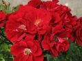 Rosa 'Stadt Rosenheim' 01.JPG