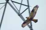 Rough-legged hawk 6442.jpg